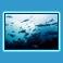 Saithe world, Lofoten.jpg